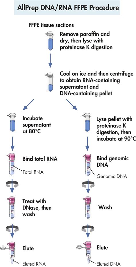 allprep dna rna ffpe kit